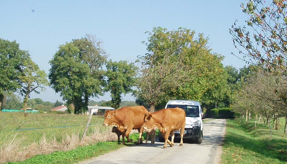 Picture of cows being hered by a van in Montgomard